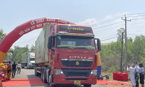 Đồng Nai: Dự kiến sẽ xuất khẩu hơn 500.000 tấn chuối trong năm 2023
