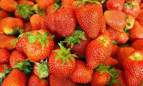 Cách trồng dâu tây có vị ngọt hơn