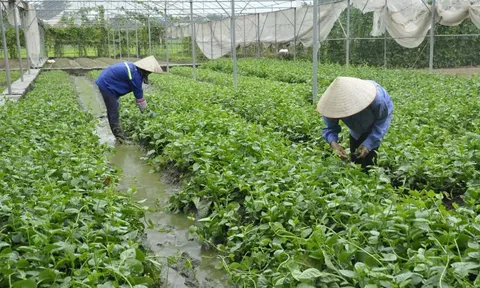 Đa dạng hình thức tổ chức sản xuất nông nghiệp