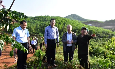 Thừa Thiên Huế: Nâng cao hiệu quả hợp tác xã lâm nghiệp bền vững