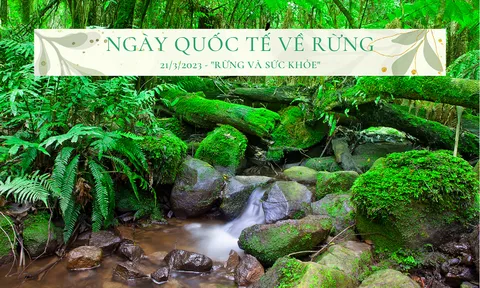 Bảo vệ rừng cũng chính là bảo vệ sức khỏe của bạn!