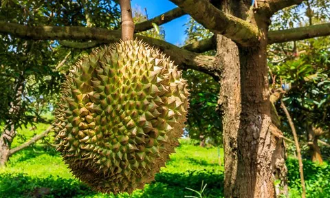 Trung Quốc đã nội địa hoá sầu riêng ra sao?