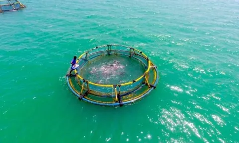 Nuôi lồng đại dương mang đến tiềm năng mới cho các vùng ven biển của Ấn Độ