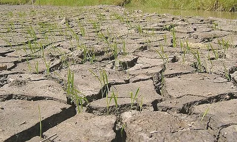 Nghiên cứu, đánh giá tác động của biến đổi khí hậu đến tài nguyên đất vùng đồng bằng sông Hồng và đề xuất các giải pháp chủ động ứng phó