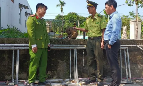 Tiếp nhận cá thể khỉ mặt đỏ quý hiếm từ người dân tái thả về môi trường tự nhiên