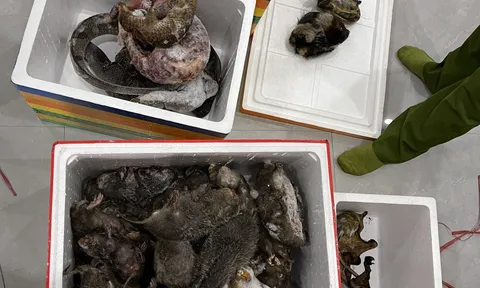 Thừa Thiên Huế: Phát hiện đối tượng tàng trữ động vật hoang dã, quý hiếm