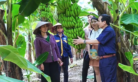 Bảo vệ thương hiệu nông sản Việt