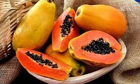 Nghiên cứu công nghệ sản xuất sản phẩm lên men từ quả đu đủ có hoạt tính chống ôxy hóa, tăng cường miễn dịch, hỗ trợ giảm đường huyết