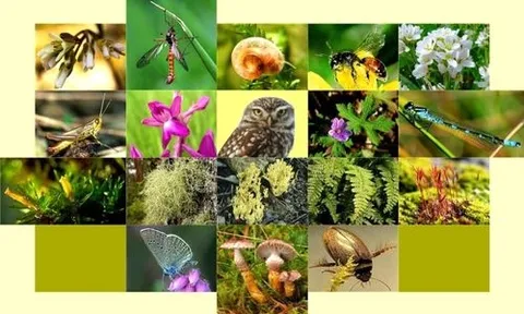 Ban hành Kế hoạch tổ chức thẩm định Quy hoạch bảo tồn đa dạng sinh học quốc gia thời kỳ 2021 - 2030, tầm nhìn 2050