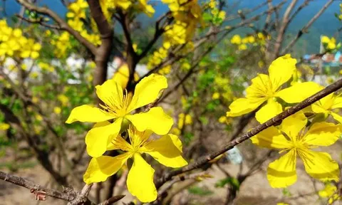 Tạo lập chỉ dẫn địa lý “Kỳ Nam” dùng cho cây mai vàng bản địa của thị xã Kỳ Anh, tỉnh Hà Tĩnh