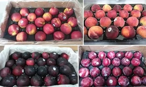 Chile trong mùa quả có hột, không có đối thủ