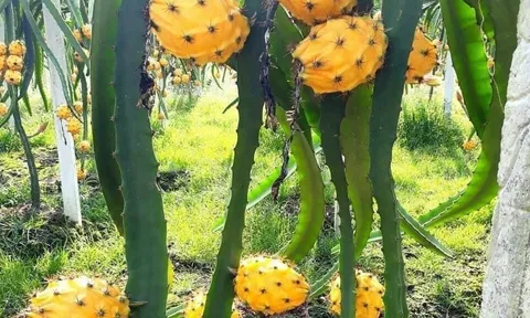 Lô quả kỳ lân đầu tiên của Ecuador bay tới Quảng Châu