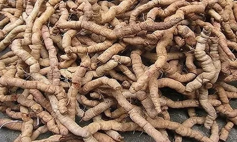 Nghiên cứu thành phần hóa học, tạo chế phẩm có tác dụng sinh học của rễ Ba kích Việt Nam (Radix Morinda officinalis)