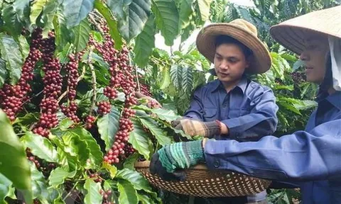 Lâm Đồng: Chi 964 triệu đồng hỗ trợ cấp 8 giấy chứng nhận sản phẩm đạt chuẩn hữu cơ