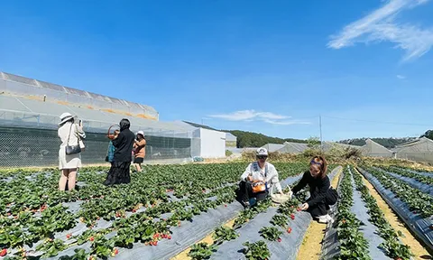 Lâm Đồng: Phải có quy hoạch chi tiết khi chuyển mục đích sử dụng đất sang du lịch canh nông