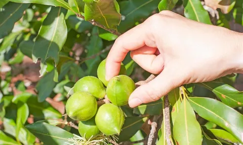 Đẩy mạnh sản xuất, kinh doanh các sản phẩm mắc-ca
