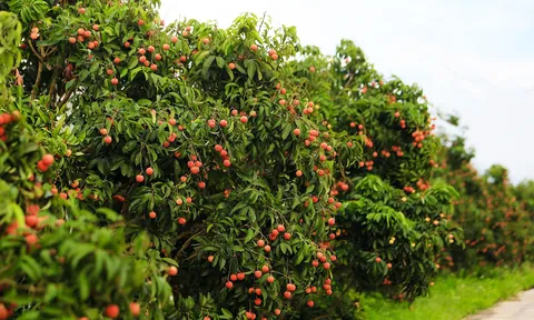 Bắc Giang triển khai đồng bộ, hiệu quả các giải pháp hỗ trợ nhân dân tiêu thụ vải thiều