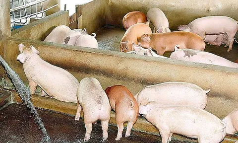 Nghiên cứu ứng dụng kỹ thuật mô hình hóa trong công nghệ xử lý yếm khí nước thải giàu hữu cơ vào thực tiễn Việt Nam