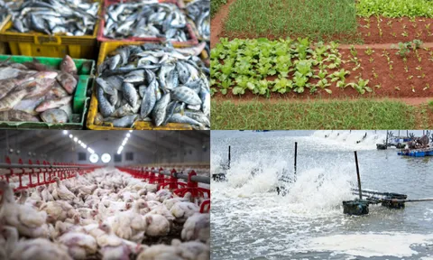 Tháng 5/2023: Diện tích gieo trồng một số cây cao hơn so với cùng kỳ năm trước, đàn vật nuôi phát triển ổn định