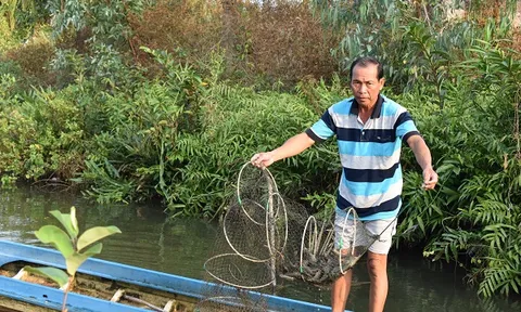Phú Tân phát huy hiệu quả mô hình nuôi tôm quảng canh bền vững