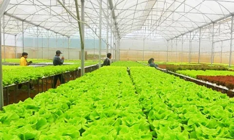 Lâm Đồng: Nông nghiệp công nghệ cao phát triển mạnh trong 6 tháng đầu năm 2023