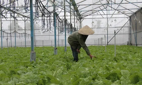 Đồng Nai: Xây dựng chính sách hỗ trợ phát triển sản xuất nông nghiệp hữu cơ