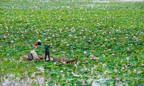 Đồng Tháp: Đưa các sản phẩm từ sen tham gia chương trình OCOP