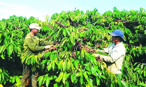 Nhiều sản phẩm nông nghiệp phải có hồ sơ giải trình trước khi nhập khẩu vào EU