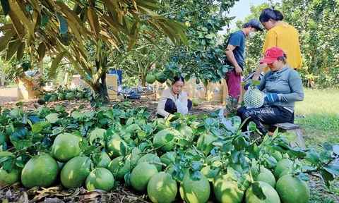 Lâm Đồng: Hội nông dân huyện Đạ Tẻh đặt ra nhiều mục tiêu quan trọng ở nhiệm kỳ mới