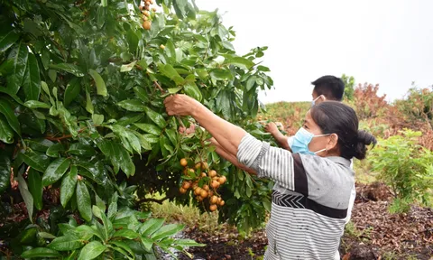 Tây Ninh đẩy mạnh phát triển hệ sinh thái nông nghiệp công nghệ cao