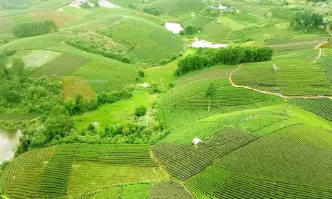 Thái Nguyên: Phát triển du lịch gắn với sản phẩm trà và văn hóa trà