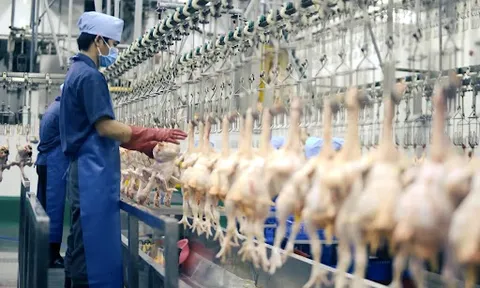 Tăng cường công tác quản lý kiểm dịch vận chuyển, kiểm soát giết mổ động vật, bảo đảm vệ sinh thú y