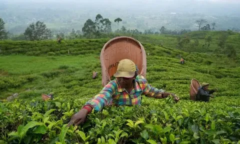 Sri Lanka: Dùng chè để trả khoản nợ dầu mỏ