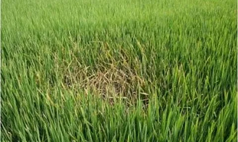 Giống lúa mới được tạo ra nhờ kỹ thuật chỉnh sửa bộ gen