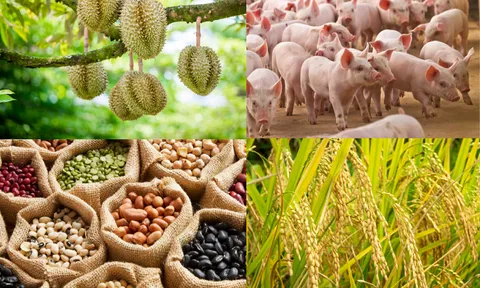 Thời tiết thuận lợi, mô hình trồng lúa ứng dụng công nghệ cao tiếp tục được nhân rộng, năng suất lúa đông xuân đạt khá