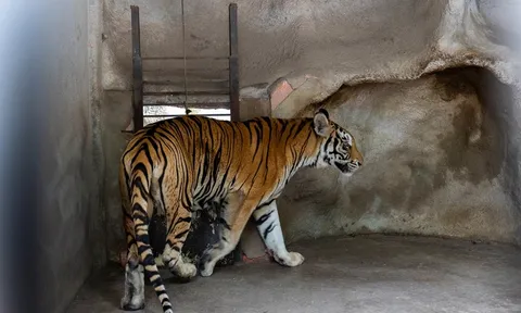 Hoàn thành lấy mẫu sinh thiết để phân tích gene hổ tại Bình Dương