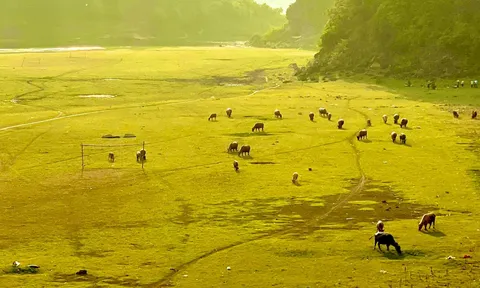 Canh tác trên đất bán ngập ven hồ Thác Bà: Nghề theo con nước