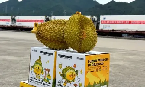 Sầu riêng Thái Lan “ngồi” tàu tới Thành Đô, Trùng Khánh