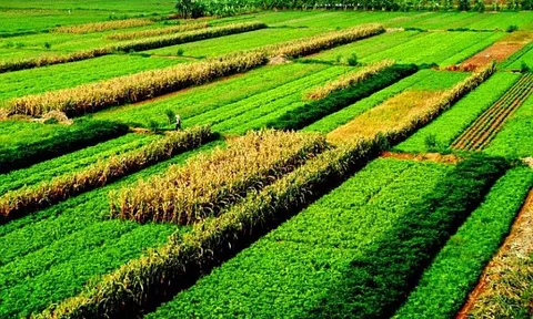 Tái cơ cấu ngành nông nghiệp gắn với bảo vệ môi trường vùng trung du và miền núi phía Bắc