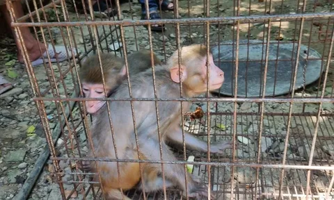 Vận động người dân giao nộp hai cá thể khỉ vàng, tái thả về môi trường tự nhiên