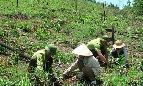 Phân bổ kế hoạch vốn ủy thác trồng rừng thay thế cho các địa phương, đơn vị trên địa bàn tỉnh Thanh Hóa thực hiện năm 2023