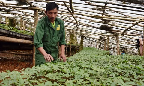 Phấn đấu đến năm 2030, diện tích trồng Sâm Việt Nam đạt khoảng 21.000ha