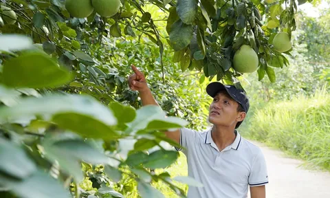 Thừa Thiên Huế phát huy lợi thế nông nghiệp vùng gò đồi
