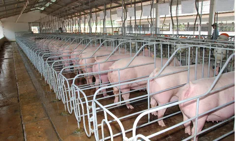 Đồng Nai: Công ty CJ Vina Agri “bất chấp” thông báo của chính quyền, thả heo tại các trang trại chưa đủ điều kiện
