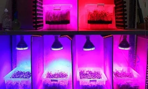Nghiên cứu công nghệ chiếu sáng giúp kích thích rau mầm lớn nhanh