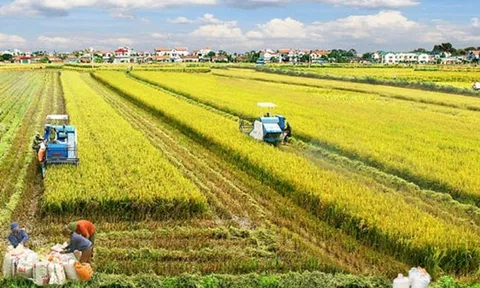 Sản xuất nông nghiệp nhìn chung có kết quả khả quan, ngành lâm nghiệp gặp khó khăn do thời tiết trong tháng 7/2023