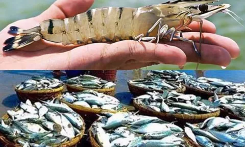 Nuôi trồng thủy sản đạt kết quả khả quan do áp dụng mô hình nuôi tôm đạt năng suất, chất lượng và hiệu quả cao