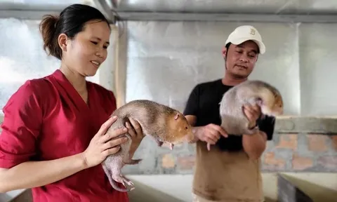 Thử nghiệm thành công nuôi dúi vàng má đào Thái Lan