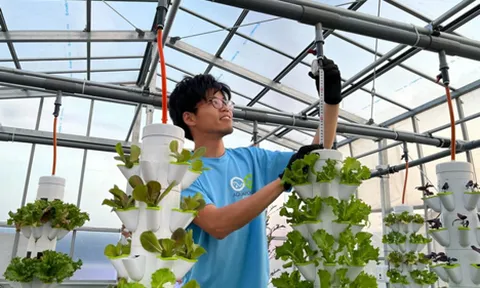 Rau xanh canh tác trên giá thẳng đứng có hương vị thơm ngon như rau hữu cơ