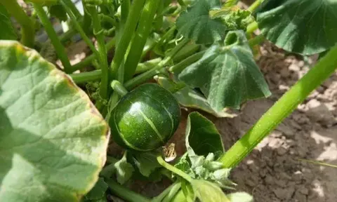 Rau củ hữu cơ trên sa mạc Ulan Buh